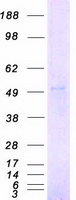 CHRNA2 Protein - Purified recombinant protein CHRNA2 was analyzed by SDS-PAGE gel and Coomassie Blue Staining