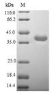 CHRNA3 Protein - (Tris-Glycine gel) Discontinuous SDS-PAGE (reduced) with 5% enrichment gel and 15% separation gel.