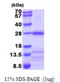 CHRNA3 Protein
