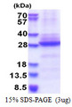 CHRNA6 Protein