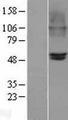 CHRNB2 Protein - Western validation with an anti-DDK antibody * L: Control HEK293 lysate R: Over-expression lysate