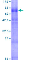 CHRNB3 Protein - 12.5% SDS-PAGE of human CHRNB3 stained with Coomassie Blue