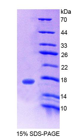 CHRNB3 Protein - Recombinant  Cholinergic Receptor, Nicotinic, Beta 3 By SDS-PAGE