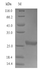 CHRNG Protein - (Tris-Glycine gel) Discontinuous SDS-PAGE (reduced) with 5% enrichment gel and 15% separation gel.