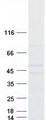 CHST12 Protein - Purified recombinant protein CHST12 was analyzed by SDS-PAGE gel and Coomassie Blue Staining