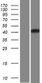CHST5 Protein - Western validation with an anti-DDK antibody * L: Control HEK293 lysate R: Over-expression lysate