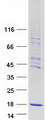 CHTF8 / C10orf18 Protein - Purified recombinant protein CHTF8 was analyzed by SDS-PAGE gel and Coomassie Blue Staining