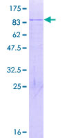 CHTOP / FOP Protein - 12.5% SDS-PAGE of human CHTOP stained with Coomassie Blue