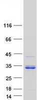 CHTOP / FOP Protein - Purified recombinant protein CHTOP was analyzed by SDS-PAGE gel and Coomassie Blue Staining