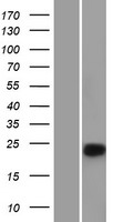 Chymotrypsin C Protein - Western validation with an anti-DDK antibody * L: Control HEK293 lysate R: Over-expression lysate
