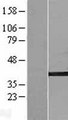 CIAO1 Protein - Western validation with an anti-DDK antibody * L: Control HEK293 lysate R: Over-expression lysate