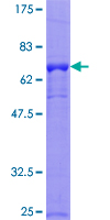CIAO1 Protein - 12.5% SDS-PAGE of human WDR39 stained with Coomassie Blue