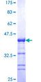CIAPIN1 / Anamorsin Protein - 12.5% SDS-PAGE Stained with Coomassie Blue.