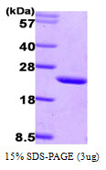 CIB1 / KIP Protein