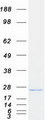 CIB1 / KIP Protein - Purified recombinant protein CIB1 was analyzed by SDS-PAGE gel and Coomassie Blue Staining