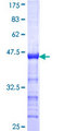 CIITA Protein - 12.5% SDS-PAGE Stained with Coomassie Blue