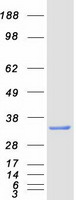 CINP Protein - Purified recombinant protein CINP was analyzed by SDS-PAGE gel and Coomassie Blue Staining
