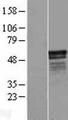 CIPC / KIAA1737 Protein - Western validation with an anti-DDK antibody * L: Control HEK293 lysate R: Over-expression lysate