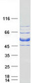 CIPC / KIAA1737 Protein - Purified recombinant protein CIPC was analyzed by SDS-PAGE gel and Coomassie Blue Staining