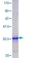 CIRP / CIRBP Protein - 12.5% SDS-PAGE Stained with Coomassie Blue.