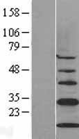 CISD1 Protein - Western validation with an anti-DDK antibody * L: Control HEK293 lysate R: Over-expression lysate