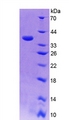 CISH / SOCS Protein - Recombinant Cytokine Inducible SH2 Containing Protein By SDS-PAGE