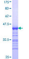 CIT / CRIK / Citron Protein - 12.5% SDS-PAGE Stained with Coomassie Blue.