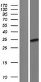 CITED2 Protein - Western validation with an anti-DDK antibody * L: Control HEK293 lysate R: Over-expression lysate