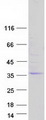 CITED2 Protein - Purified recombinant protein CITED2 was analyzed by SDS-PAGE gel and Coomassie Blue Staining