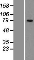 CKAP2 Protein - Western validation with an anti-DDK antibody * L: Control HEK293 lysate R: Over-expression lysate