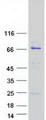 CKAP2 Protein - Purified recombinant protein CKAP2 was analyzed by SDS-PAGE gel and Coomassie Blue Staining