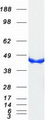CKB / Creatine Kinase BB Protein - Purified recombinant protein CKB was analyzed by SDS-PAGE gel and Coomassie Blue Staining