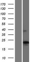 CKLFSF4 / CMTM4 Protein - Western validation with an anti-DDK antibody * L: Control HEK293 lysate R: Over-expression lysate