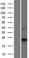 CKLFSF4 / CMTM4 Protein - Western validation with an anti-DDK antibody * L: Control HEK293 lysate R: Over-expression lysate