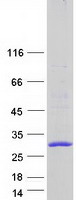 CKLFSF4 / CMTM4 Protein - Purified recombinant protein CMTM4 was analyzed by SDS-PAGE gel and Coomassie Blue Staining
