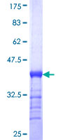 CKM / Creatine Kinase MM Protein - 12.5% SDS-PAGE Stained with Coomassie Blue.