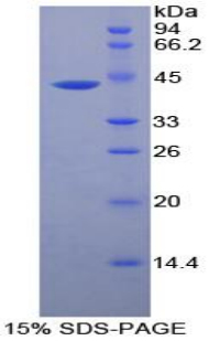 CKM / Creatine Kinase MM Protein - Recombinant Creatine Kinase, Muscle By SDS-PAGE