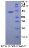 CKM / Creatine Kinase MM Protein - Recombinant Creatine Kinase, Muscle By SDS-PAGE