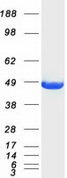 CKM / Creatine Kinase MM Protein - Purified recombinant protein CKM was analyzed by SDS-PAGE gel and Coomassie Blue Staining