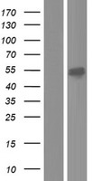 CKMT1A Protein - Western validation with an anti-DDK antibody * L: Control HEK293 lysate R: Over-expression lysate