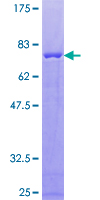CKMT1B Protein - 12.5% SDS-PAGE of human CKMT1B stained with Coomassie Blue