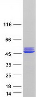 CKMT2 Protein - Purified recombinant protein CKMT2 was analyzed by SDS-PAGE gel and Coomassie Blue Staining