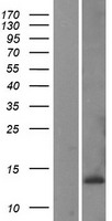 CKS1B / CKS1 Protein - Western validation with an anti-DDK antibody * L: Control HEK293 lysate R: Over-expression lysate