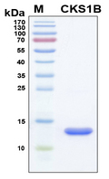 CKS1B / CKS1 Protein - SDS-PAGE under reducing conditions and visualized by Coomassie blue staining