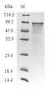 CLASP2 Protein - (Tris-Glycine gel) Discontinuous SDS-PAGE (reduced) with 5% enrichment gel and 15% separation gel.
