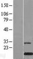 CLC Protein - Western validation with an anti-DDK antibody * L: Control HEK293 lysate R: Over-expression lysate