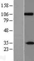 CLCA2 Protein - Western validation with an anti-DDK antibody * L: Control HEK293 lysate R: Over-expression lysate