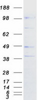 CLCA2 Protein - Purified recombinant protein CLCA2 was analyzed by SDS-PAGE gel and Coomassie Blue Staining