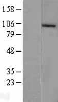 CLCA4 Protein - Western validation with an anti-DDK antibody * L: Control HEK293 lysate R: Over-expression lysate