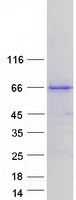 CLCC1 Protein - Purified recombinant protein CLCC1 was analyzed by SDS-PAGE gel and Coomassie Blue Staining